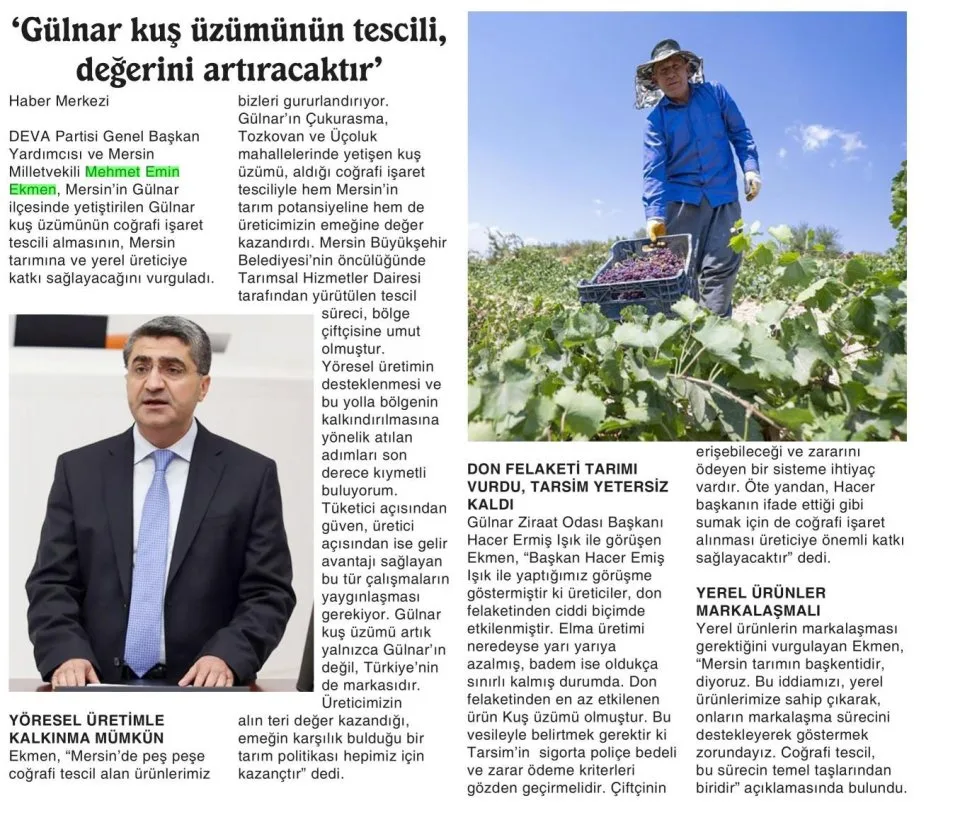'GÜLNAR KUŞ ÜZÜMÜNÜN TESCİLİ, DEĞERİNİ ARTIRACAKTIR' — gazete kupürü
