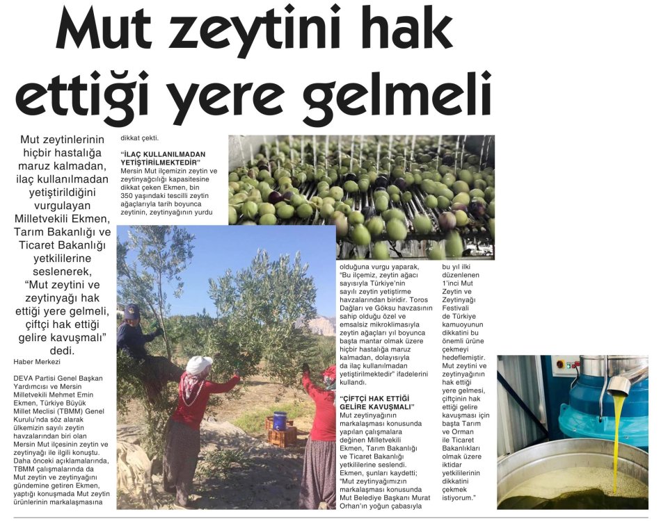 MUT ZEYTİNİ HAK ETTİĞİ YERE GELMELİ