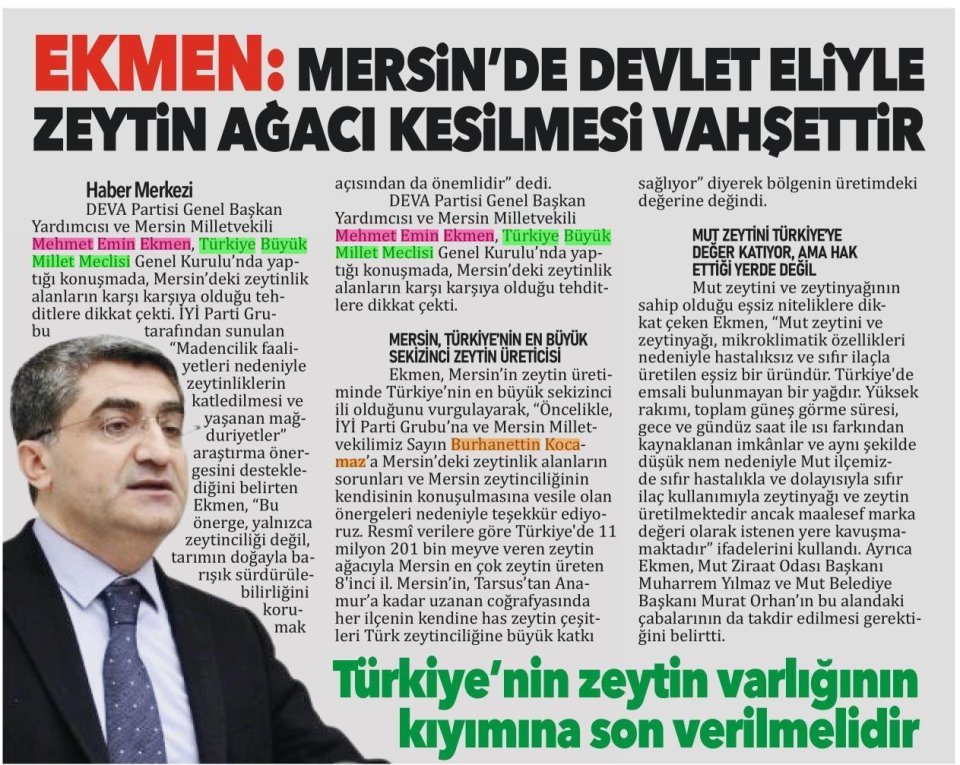 ZEYTİN AĞAÇLARIN KESİLMESİ VAHŞETTİR